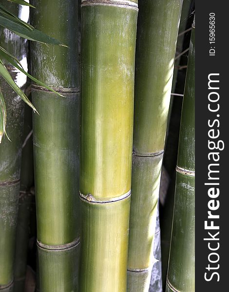 Shot of large bamboo in a portrait format. Shot of large bamboo in a portrait format