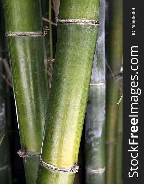 Close up of the trunks of bamboo