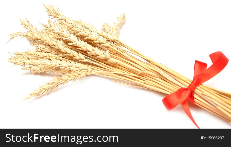 Ears of wheat tied with red ribbon. Ears of wheat tied with red ribbon