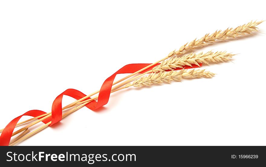 Ears of wheat tied with red ribbon. Ears of wheat tied with red ribbon