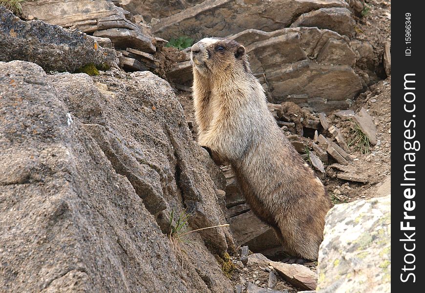 Hoary marmot in amongst it's rocky habitat