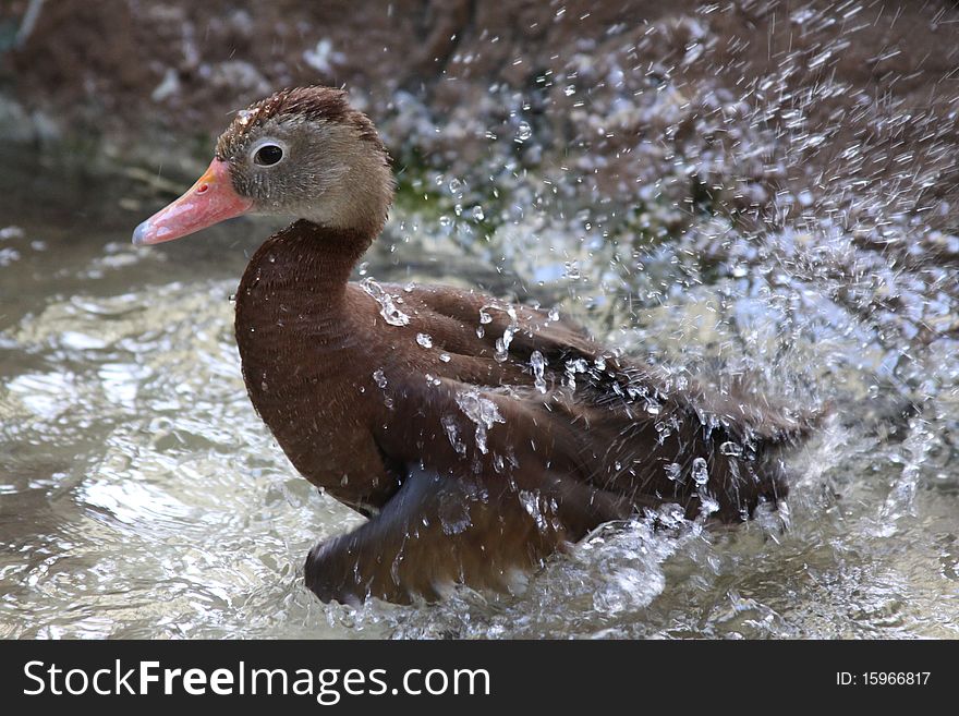 Duck taking a bath in a pond. Duck taking a bath in a pond.