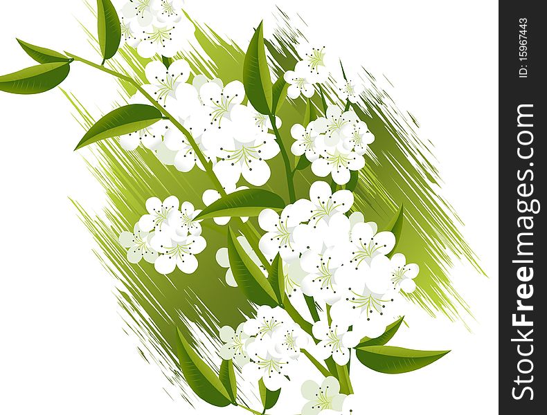 Apricot and Cherries blossoms Illustration.
