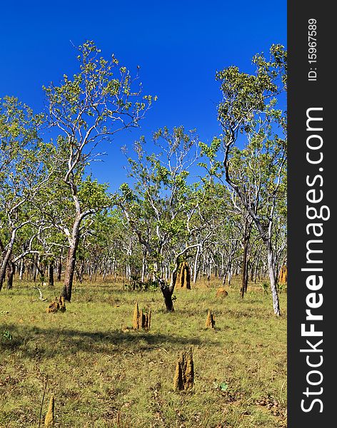 Small cathedral termite mounds (Nasutitermes triodae), Kakadu National Park, Northern Territory, Australia. Small cathedral termite mounds (Nasutitermes triodae), Kakadu National Park, Northern Territory, Australia