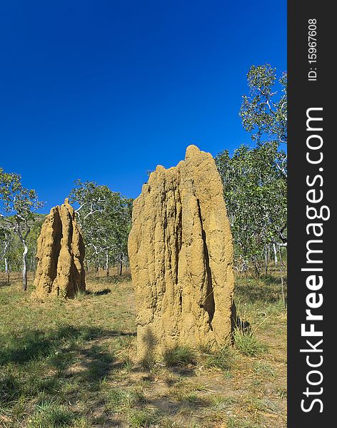 Large cathedral termite mounds