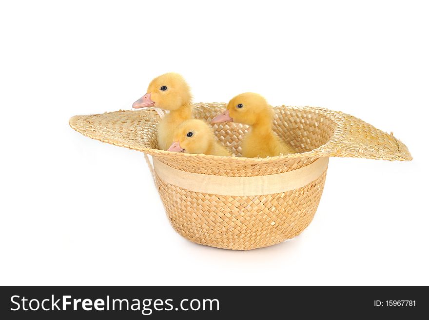 Three cute fluffy ducklings in straw hat isolated. Three cute fluffy ducklings in straw hat isolated