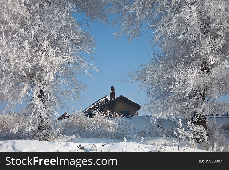 Snow and rime in winter. Snow and rime in winter