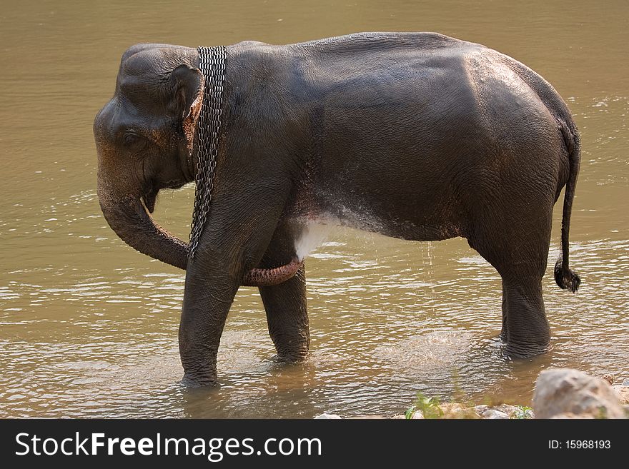 Take a bath of elephant