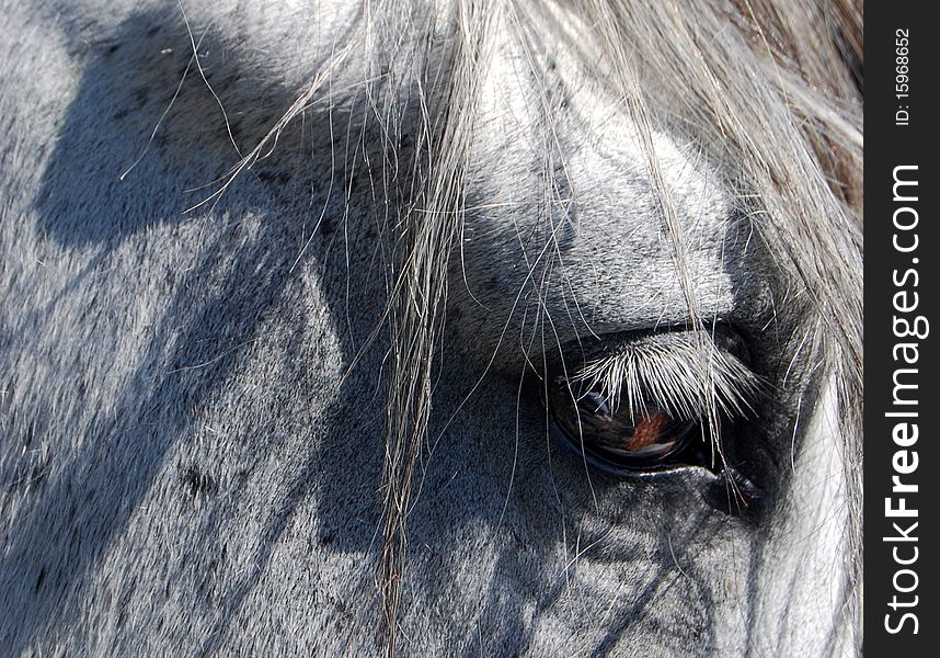 Close up on a white horse eye