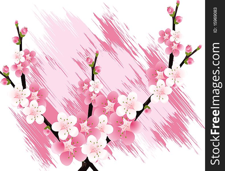 Apricot and Cherries blossoms Illustration. Apricot and Cherries blossoms Illustration.