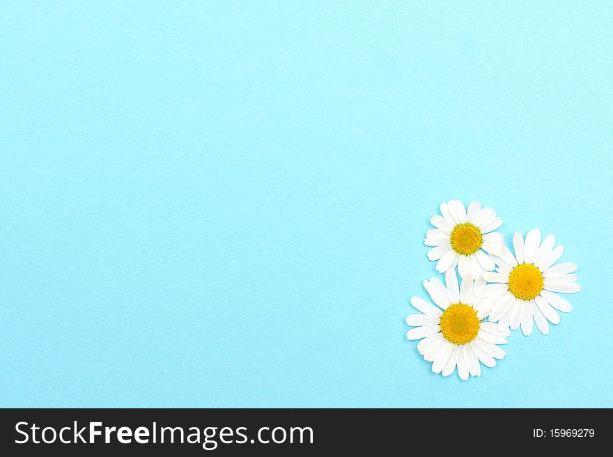 Blue textured paper with daisies. Background