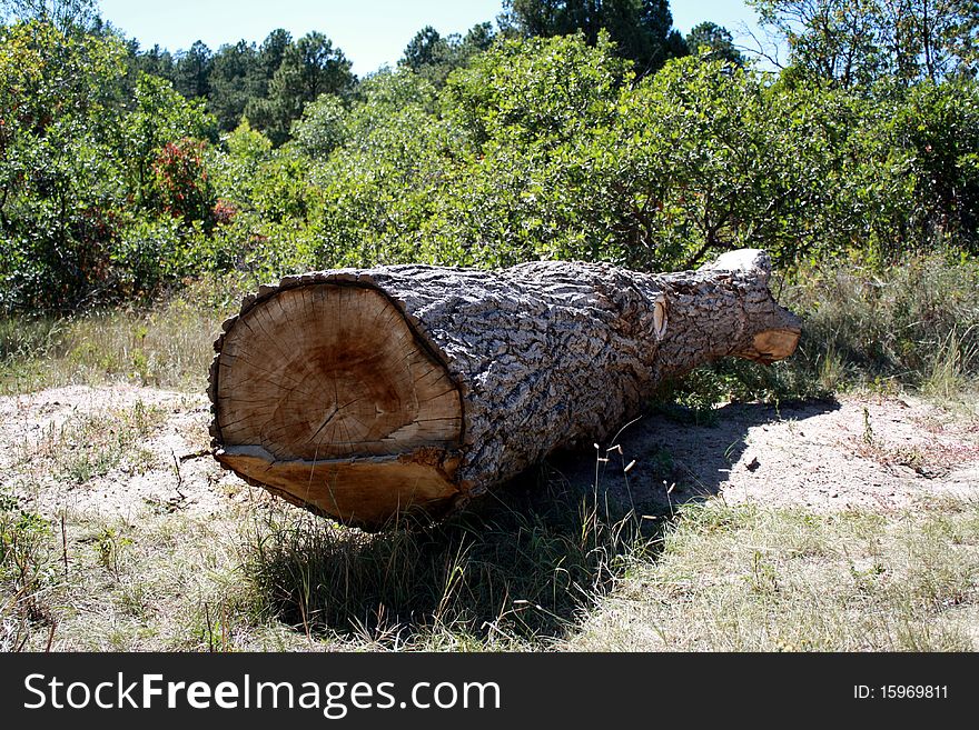 This is a chopped tree trunk fallen in a nature park. This is a chopped tree trunk fallen in a nature park.