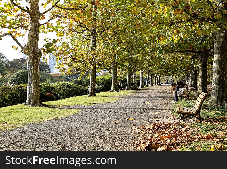 Rows Of Trees With Yellow Leaves In Autumn In Japan At The Shinjuku Park