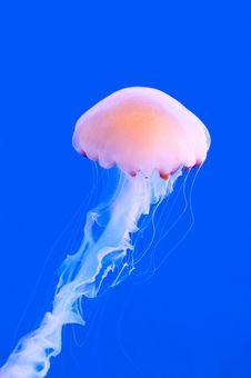 Pink Colored Jelly-fish Royalty Free Stock Photo Pink Colored Jelly-fish Royalty Free Stock Photo