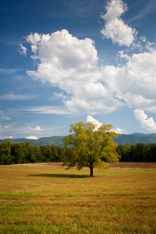 Lonely Oak Tree Landscape In Cades Cove Field Stock Image Lonely Oak Tree Landscape In Cades Cove Field Stock Image