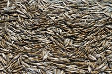 Background Of Dried Fish Royalty Free Stock Photo Background Of Dried Fish Royalty Free Stock Photo
