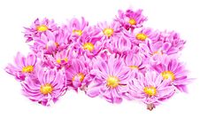 Pink Daisies Stock Images