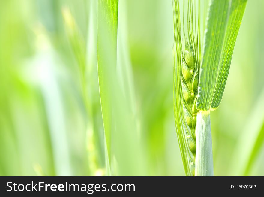 Closeup of a fresh green wheat on field