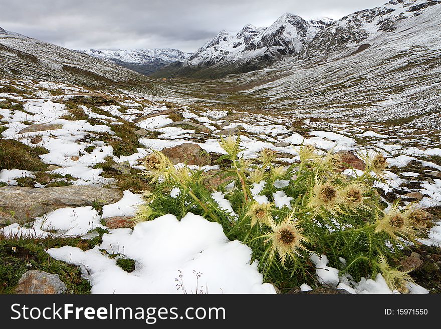 Gavia Pass, Brixia province, Lombardy region, Italy. A thistle after a summer snow storm at 2651 meters on the sea-level