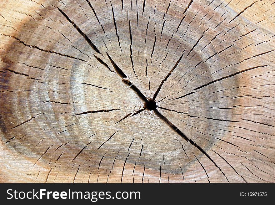 Cracks are in the log of tree