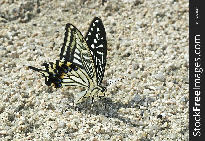White butterfly with black and colored wings. White butterfly with black and colored wings