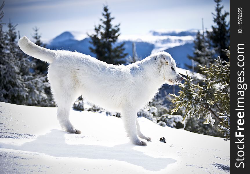 Dog on a mountain covered with snow. Dog on a mountain covered with snow