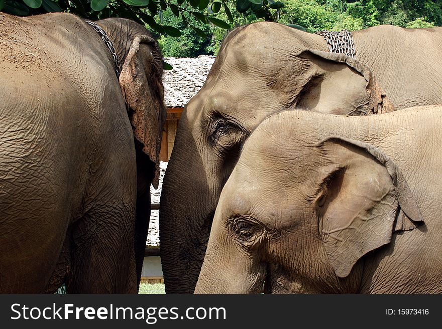 Elephants asian head at camp