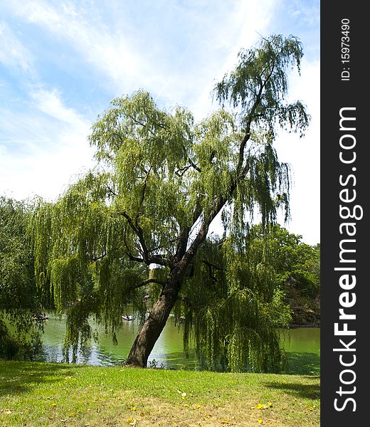 Weeping Willow in Central Park, New York