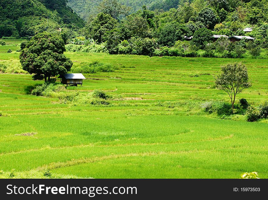 Green rice field landscape view