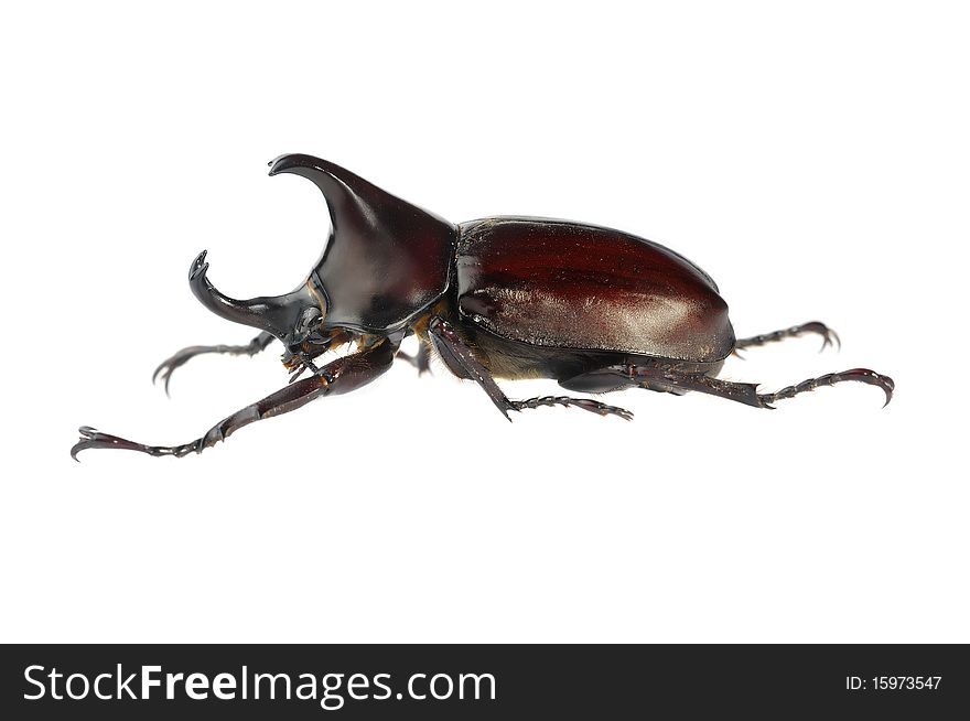 Beetle wing is also known as hard or that Xylotrupes gideon.