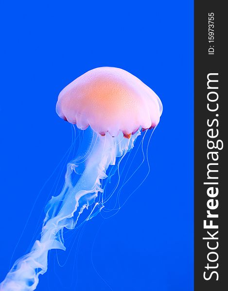 A pink colored jelly-fish against a blue background