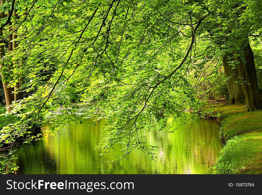 Trees at the riverside in springtime