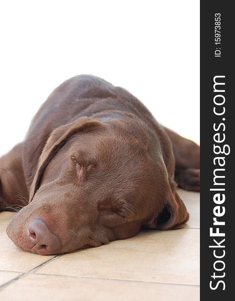 Chocolate brown, sleeping labrador dog. Chocolate brown, sleeping labrador dog.
