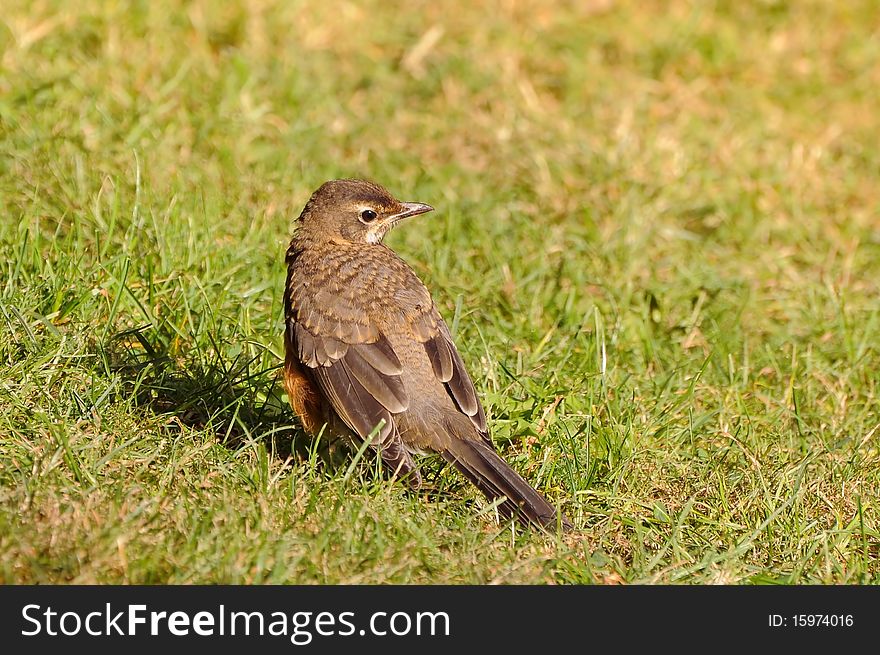A juvenile American Robin looking for food on the ground