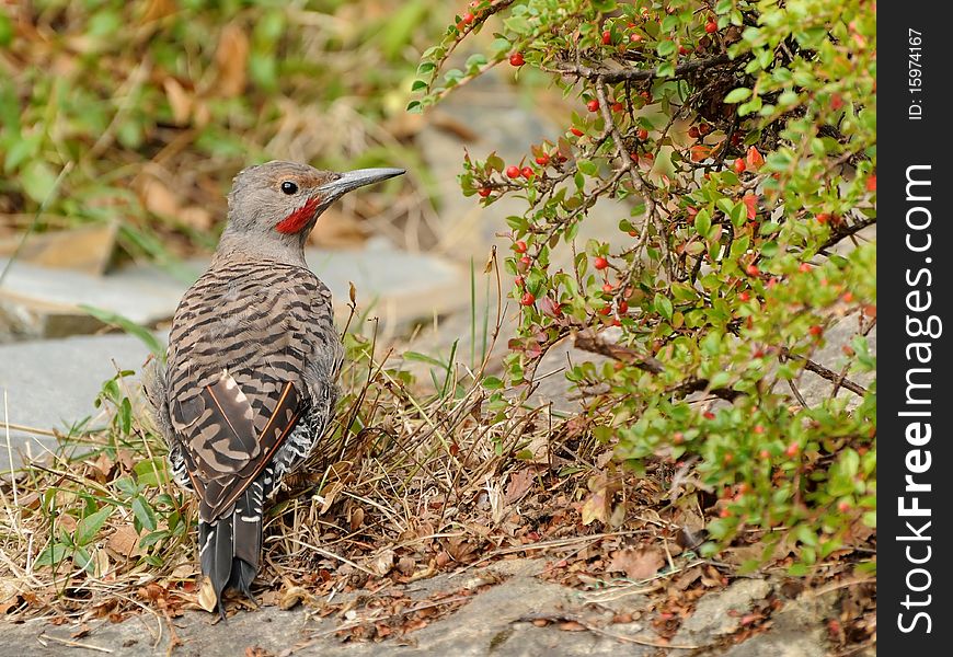 A Red-shafted Flicker looking at some fruits. A Red-shafted Flicker looking at some fruits