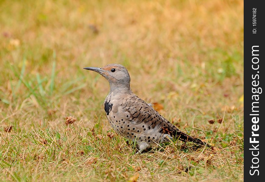 A female Red-shafted Flicker looking for insects to feed on. A female Red-shafted Flicker looking for insects to feed on.