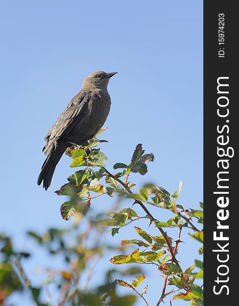 A female Brewer's Blackbird perches on top of a branch.