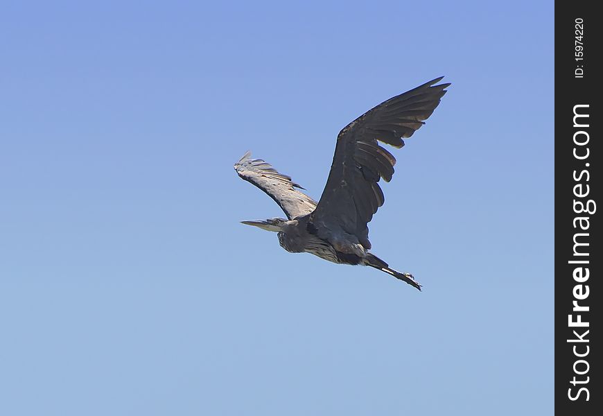 A Great Blue Heron flies across the blue sky. A Great Blue Heron flies across the blue sky