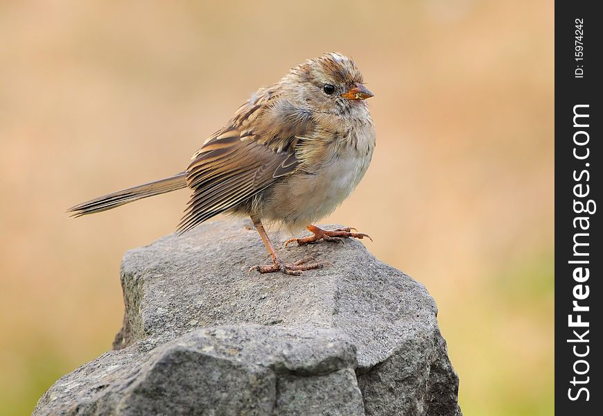 A juvenile white-crowned sparrow perched on top of a rock. A juvenile white-crowned sparrow perched on top of a rock.