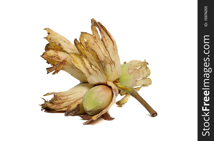 A hazelnut - also known as cobnut or filbert - variety Kent Cob - on a white background. A hazelnut - also known as cobnut or filbert - variety Kent Cob - on a white background