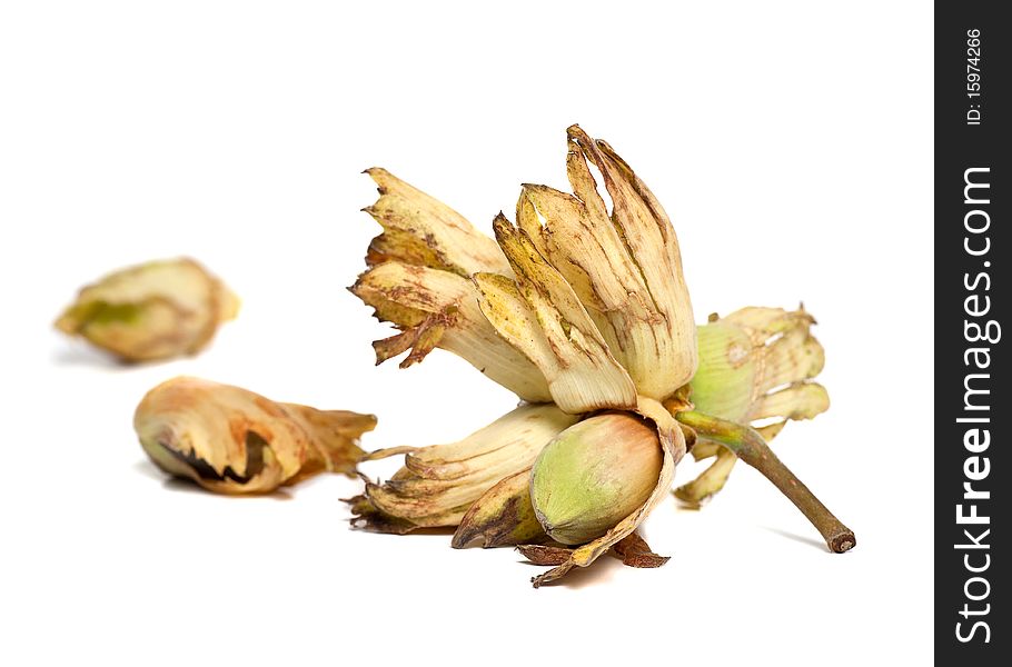 Some hazelnuts cobnuts or filberts on a white background