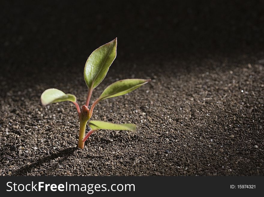 A young green plant growing out of brown soil.