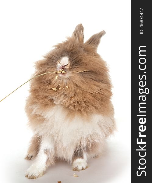 Rabbit eats an ear of wheat. In the Oriental calendar 2011 - the year of rabbit.