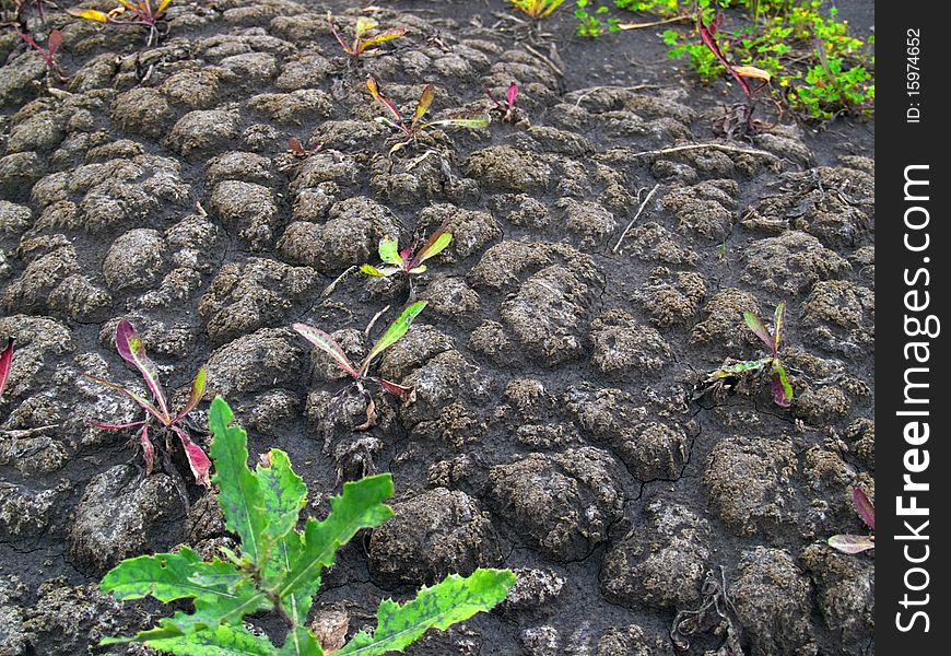 Abnormal heat, drought and crop failure in Russia