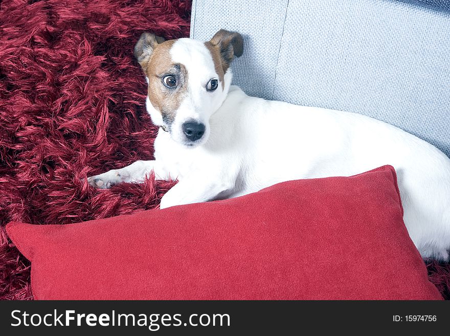 A jack russel terrier on a red carpet. A jack russel terrier on a red carpet