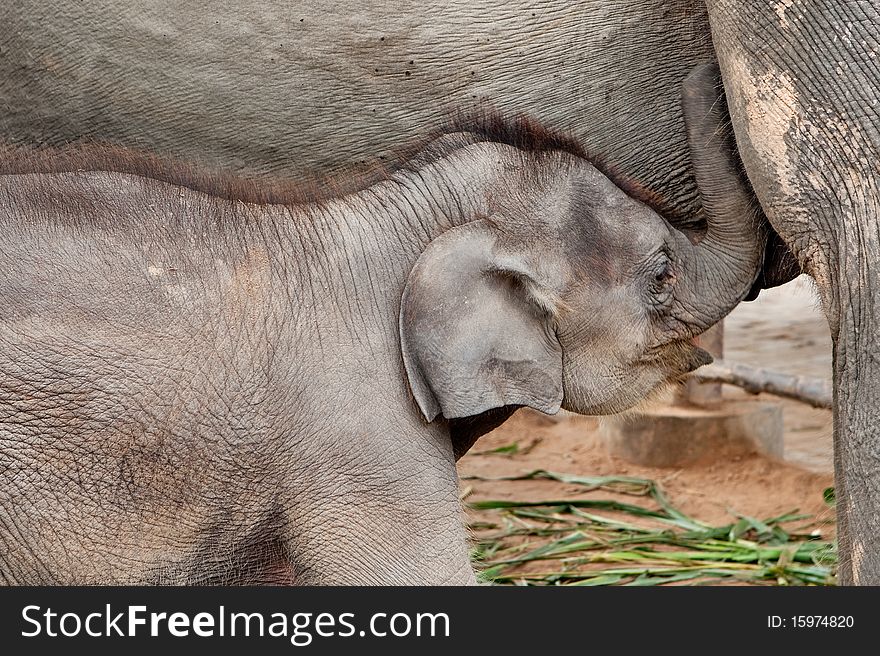 Baby elephant drinks milk from mother