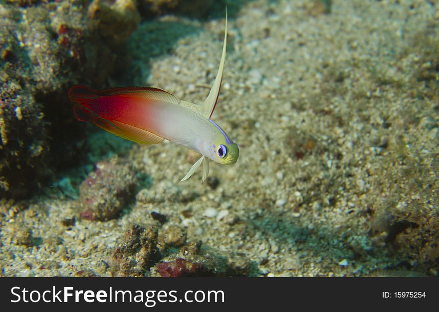 This is one of the most beautiful marine fish in the ocean. This skittish lives in and around a small burrow ready to dart into it's home if any danger should present itself. This is one of the most beautiful marine fish in the ocean. This skittish lives in and around a small burrow ready to dart into it's home if any danger should present itself