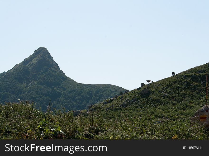 Nice view of mountains with two cows in the West Caucasus. Nice view of mountains with two cows in the West Caucasus.