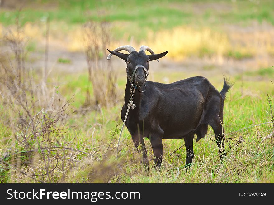 Domestic goats outdoor grazing and looking at camera. Domestic goats outdoor grazing and looking at camera