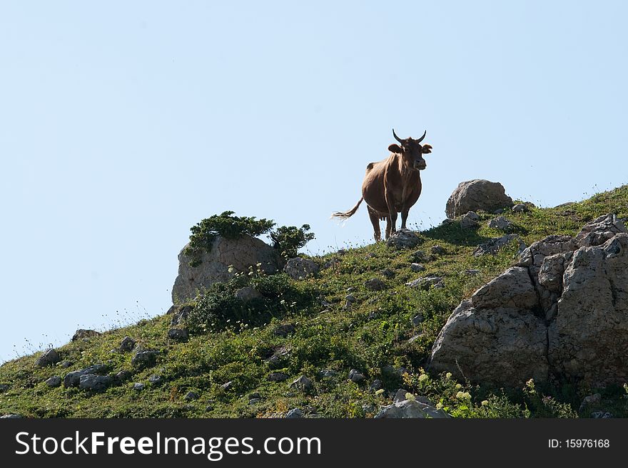 Cow silhouette with horns in the mountains. Cow silhouette with horns in the mountains.